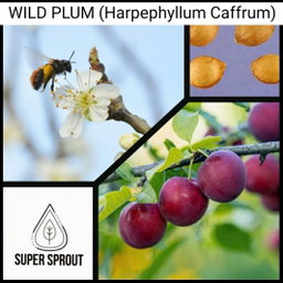 🌳WILD PLUM (Harpephyllum Caffrum) 🌳 x 5 seeds
