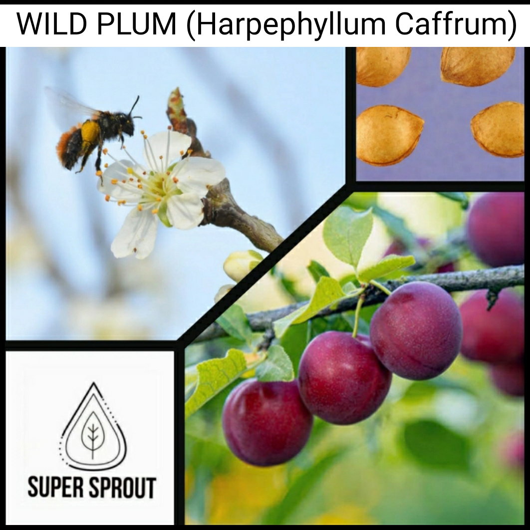 🌳WILD PLUM (Harpephyllum Caffrum) 🌳 x 5 seeds