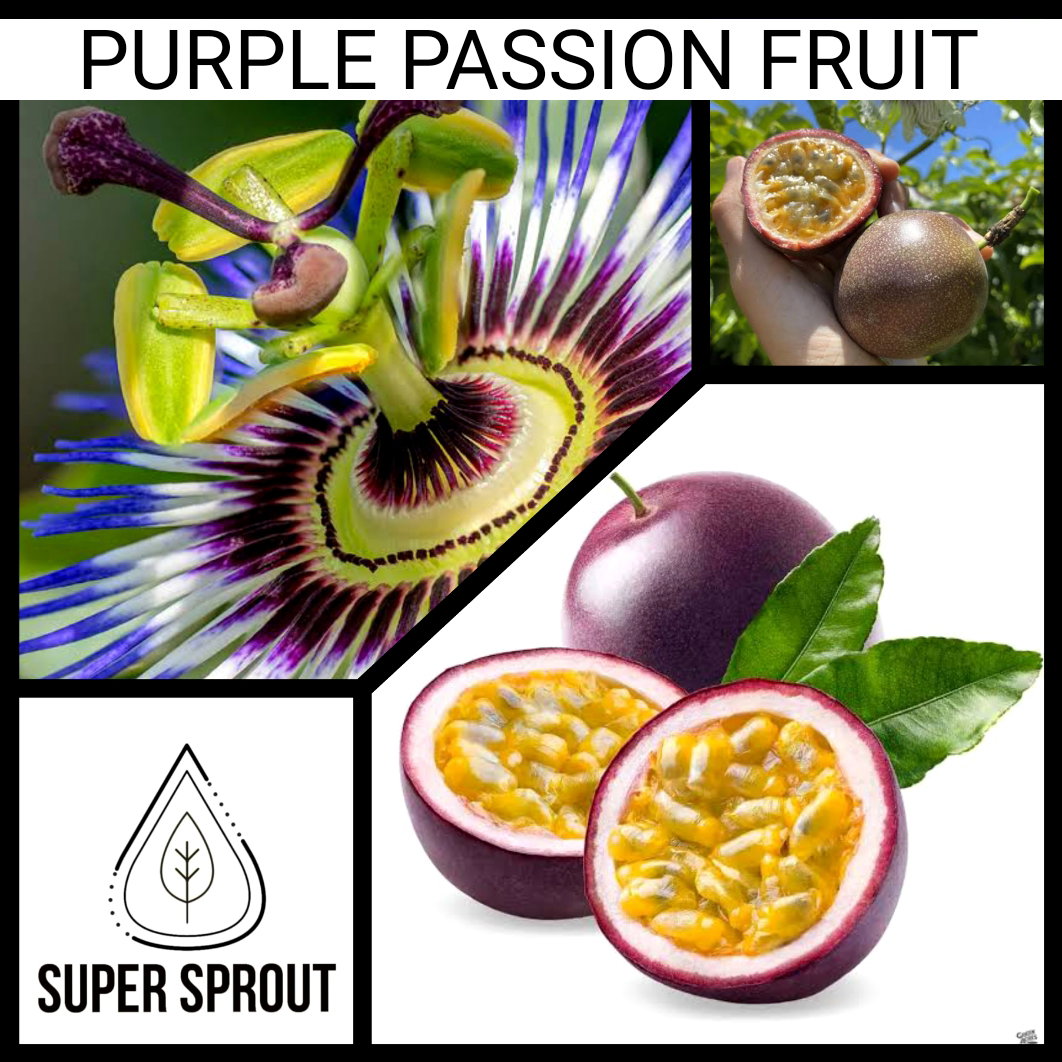 🍊PURPLE PASSION FRUIT🍊 x 15 organic seeds_1