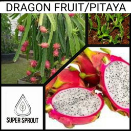 🌵DRAGON FRUIT🌵 x 15+ seeds