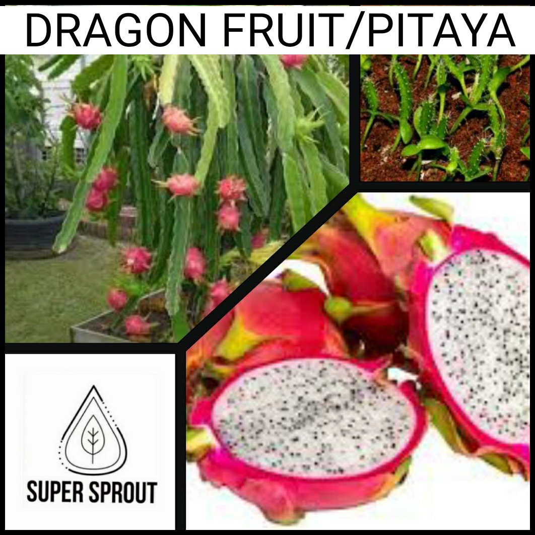 🌵DRAGON FRUIT🌵 x 15+ seeds_1