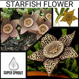 🌵STAR FLOWER CACTUS🌵 x 5 seeds