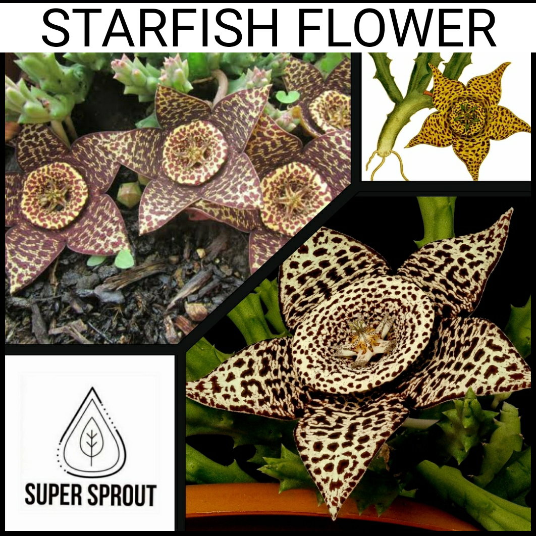 🌵STAR FLOWER CACTUS🌵 x 5 seeds