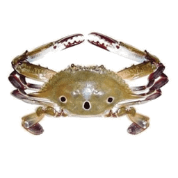CRAB (NANDU) - CLEANED 1KG