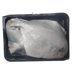  SILVER POMFRET -  CLEANED 750G TO 850G_0
