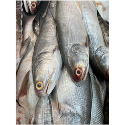 SALMON - CLEANED 750G TO 850G_0