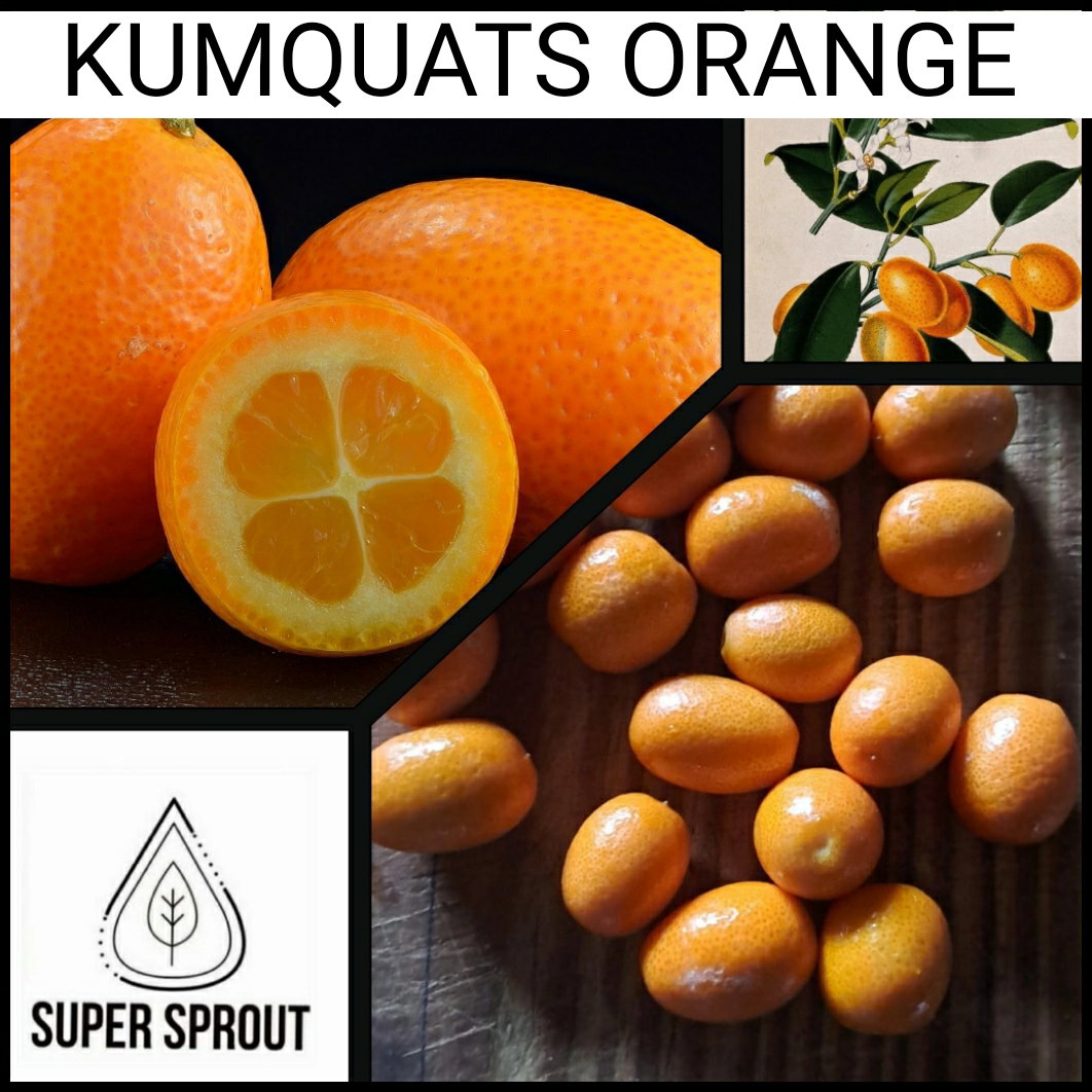 KUMQUAT  x 5 seeds_2
