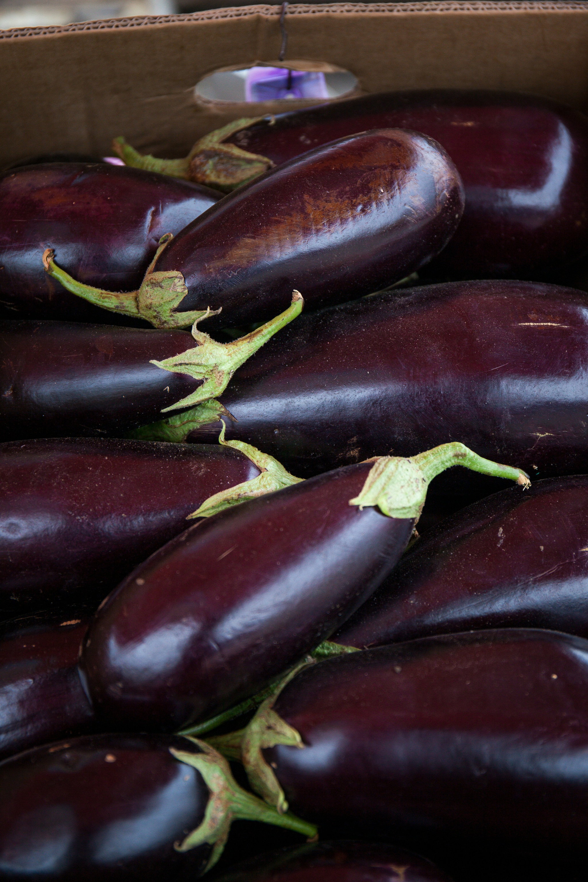Brinjal_0