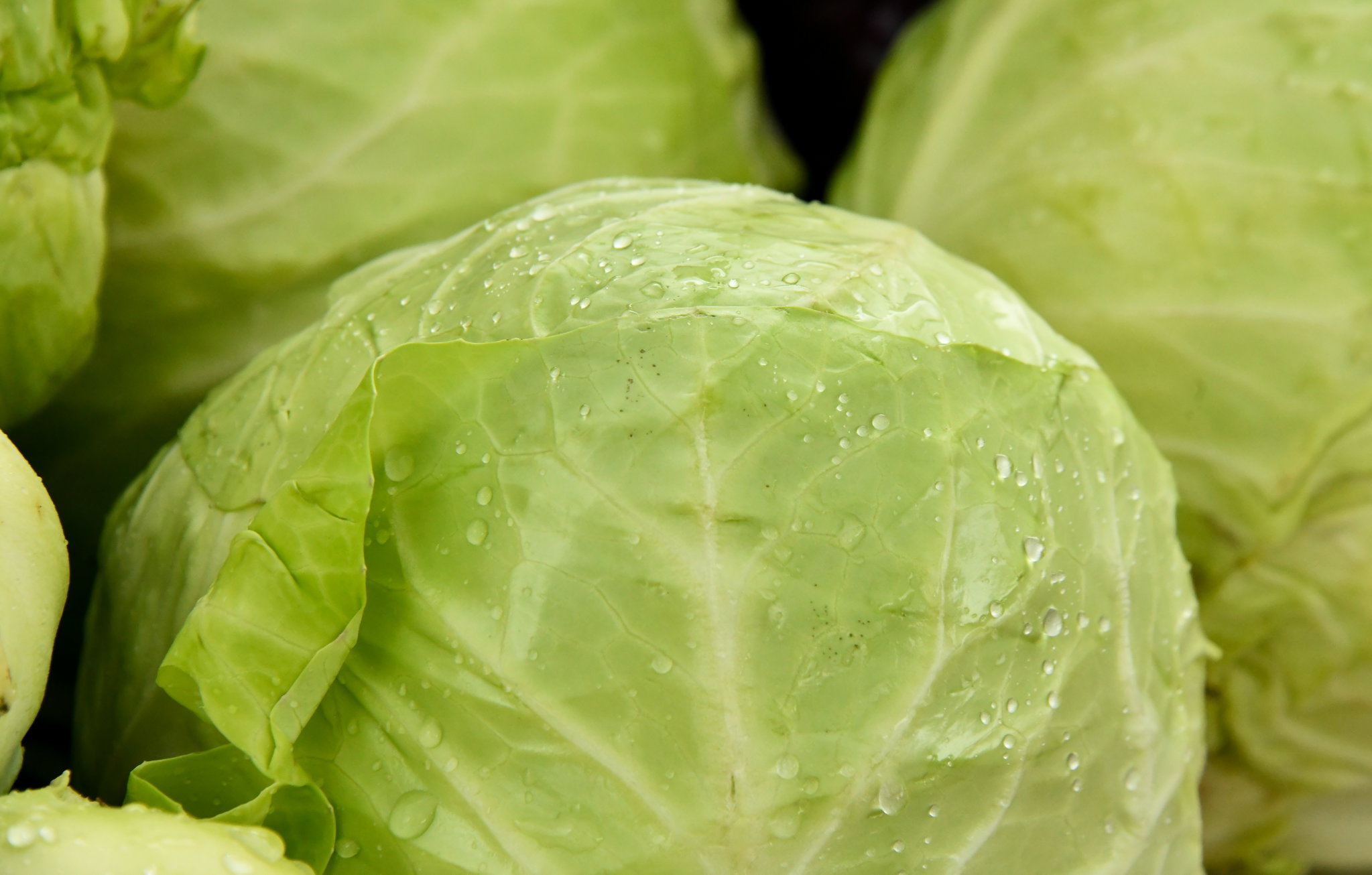 Cabbage_0