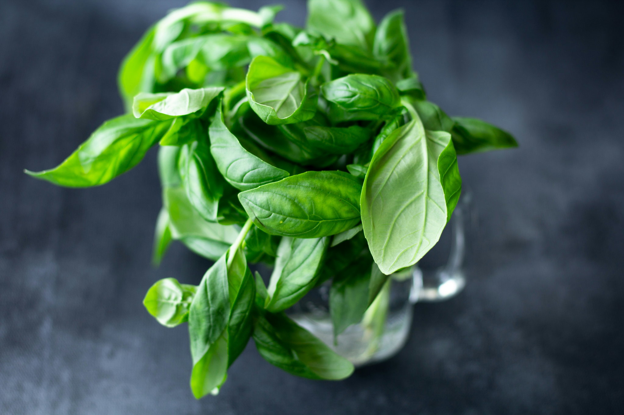 Basil_0