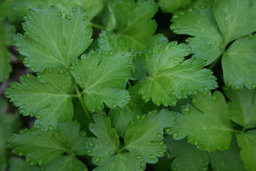Parsley, Italian, Bulk