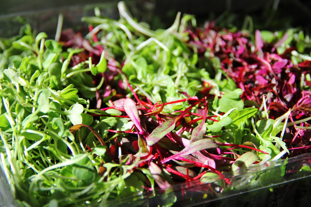 Mixed Microgreens