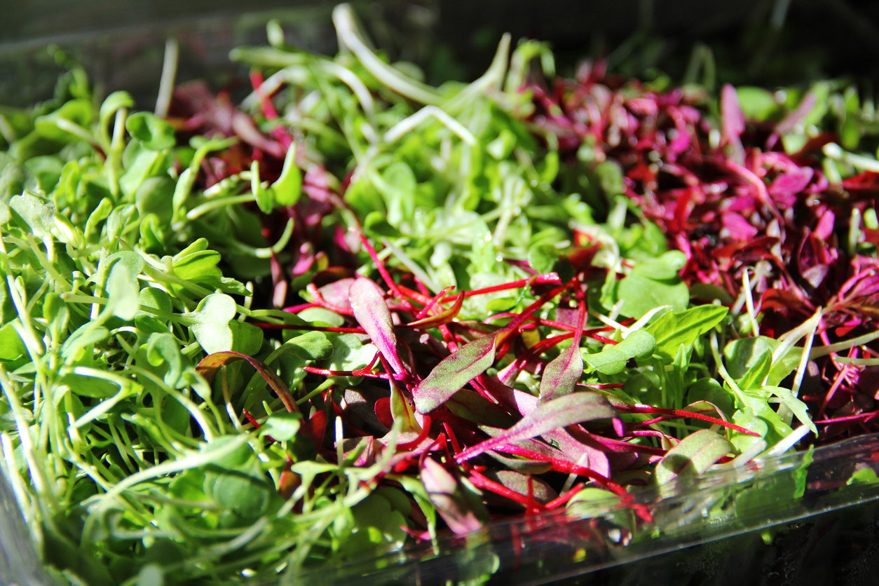Mixed Microgreens_0