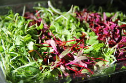 Mixed Microgreens