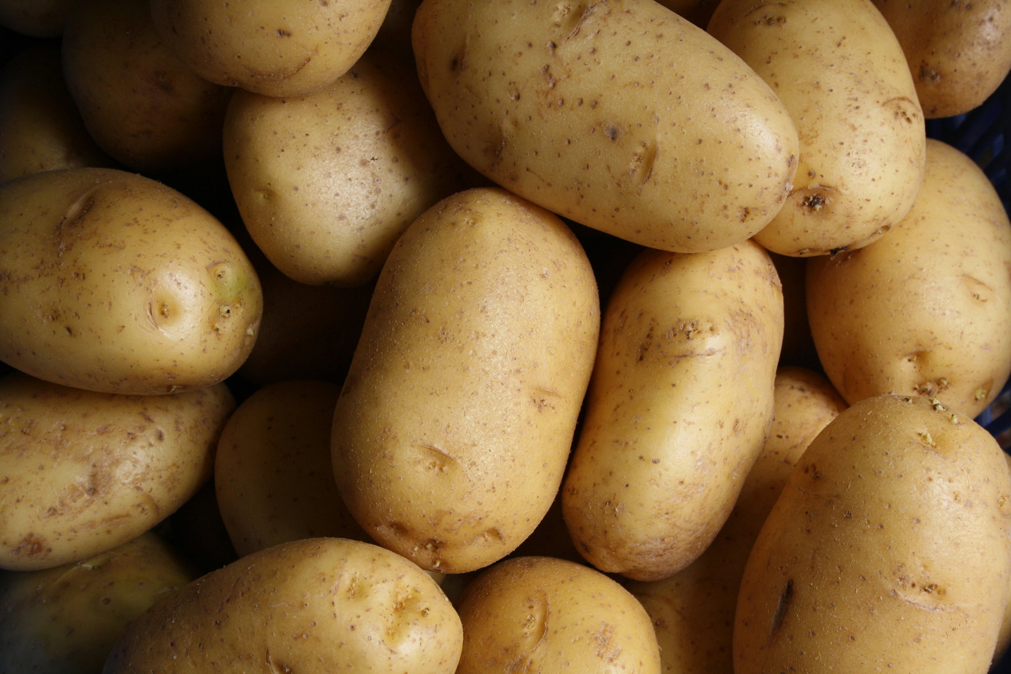 Potato, Large_0