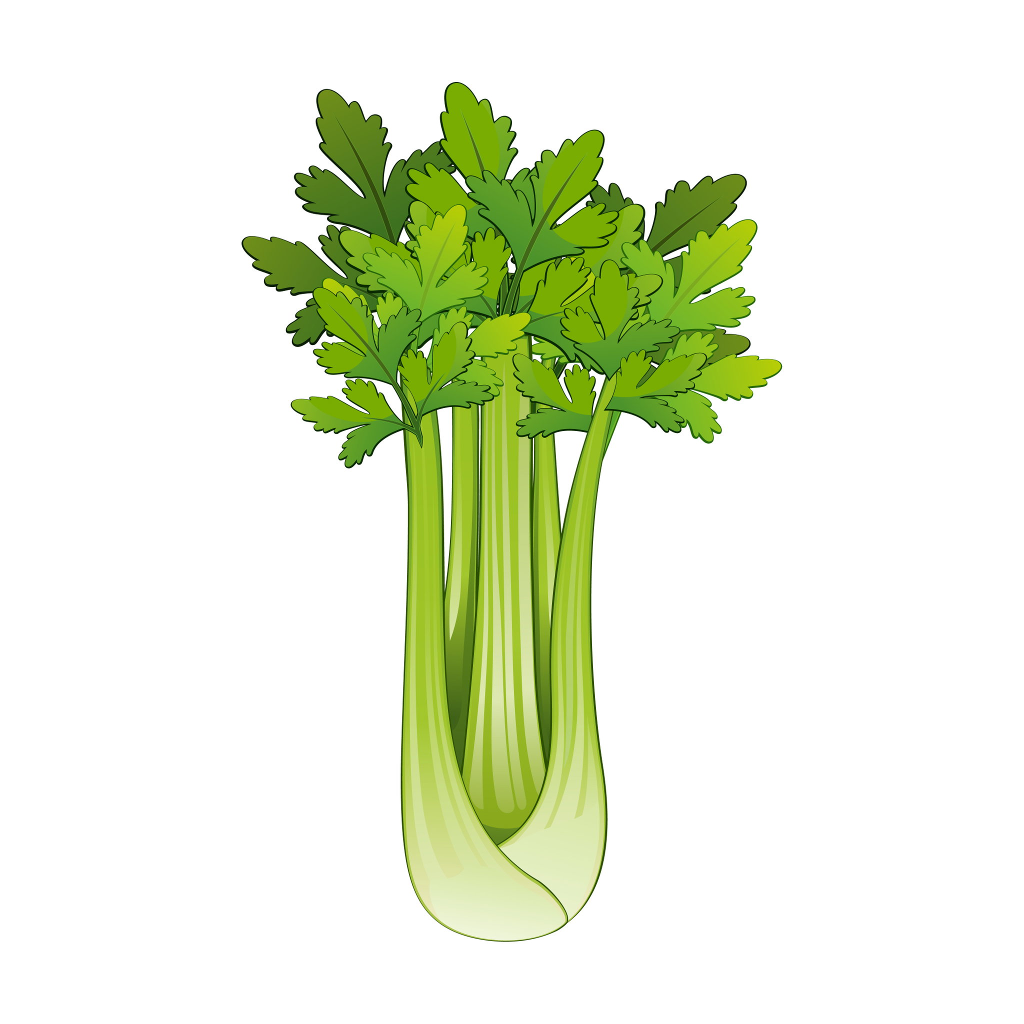 Table, Celery _0