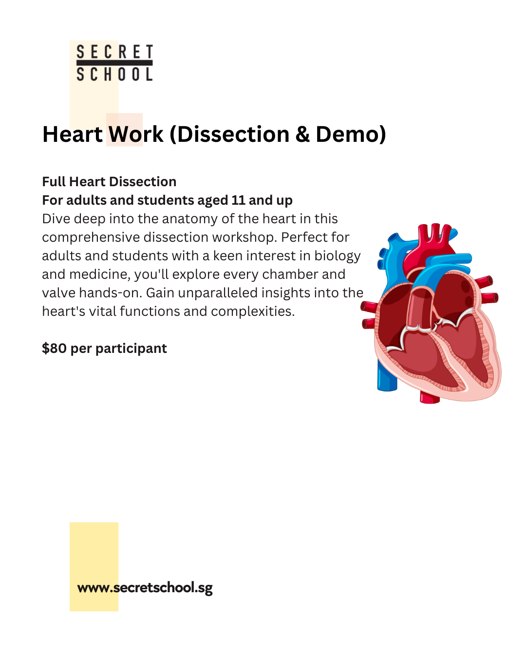 Private Group: Heart Work Dissection Workshop for Adults & Students (11yo and up)