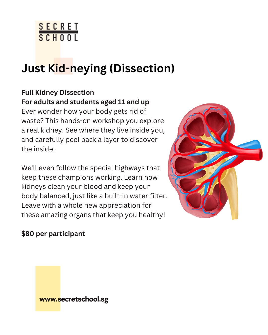Private Group: Just Kid-neying Dissection Workshop for Adults & Students (11yo and up)