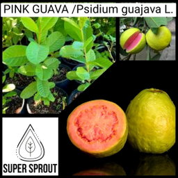 🌳PINK GUAVA TREE🌳 x 10 seeds