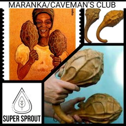 🎃MARANKA/CAVEMAN'S CLUB GOURD🎃 x 5 seeds 