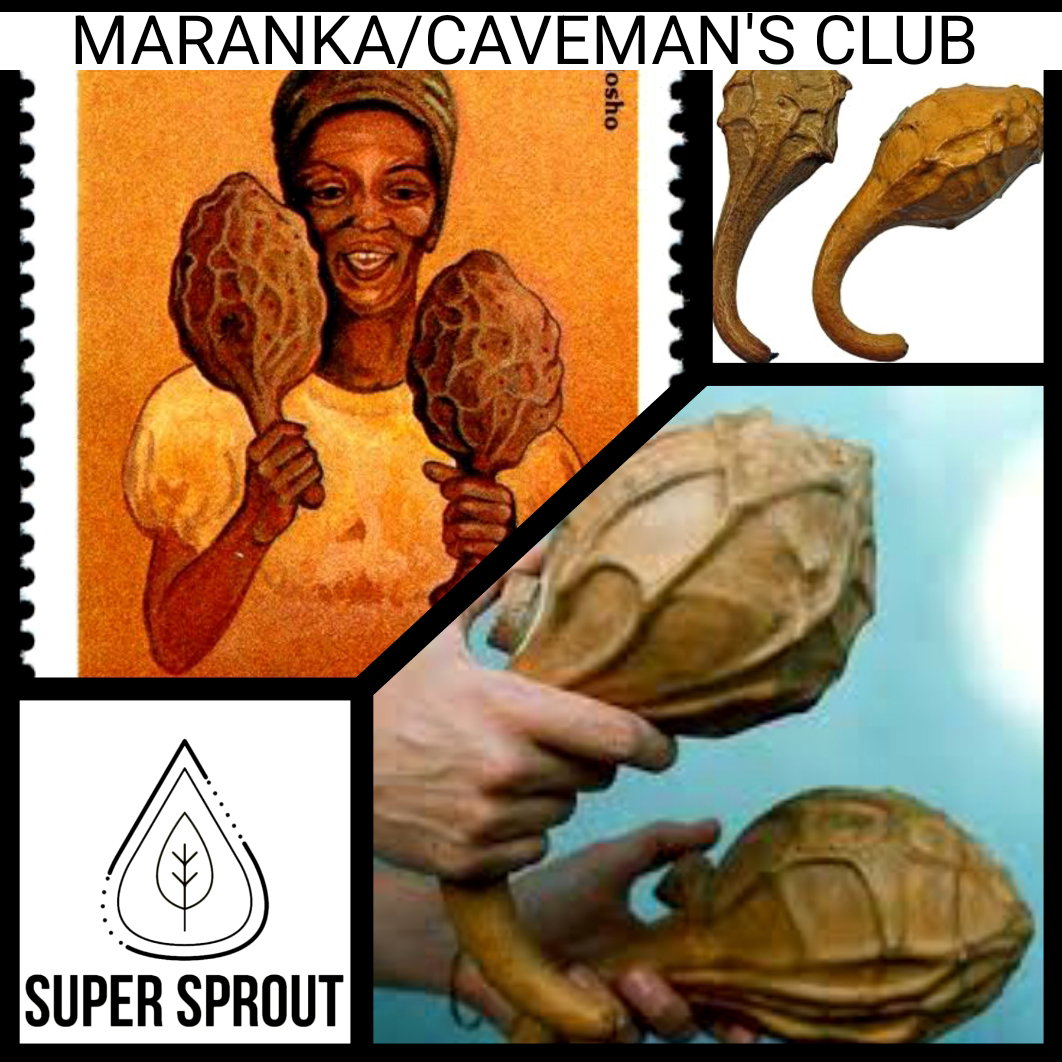 🎃MARANKA/CAVEMAN'S CLUB GOURD🎃 x 5 seeds _1