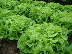 Lettuce 