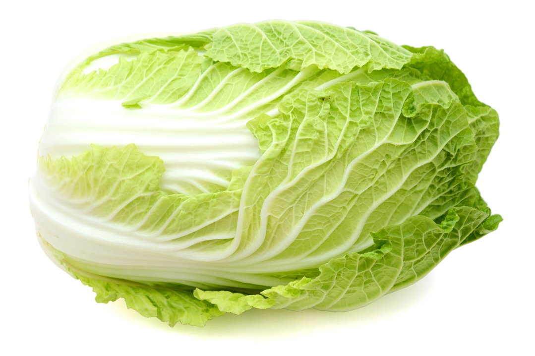 Nappa cabbage 