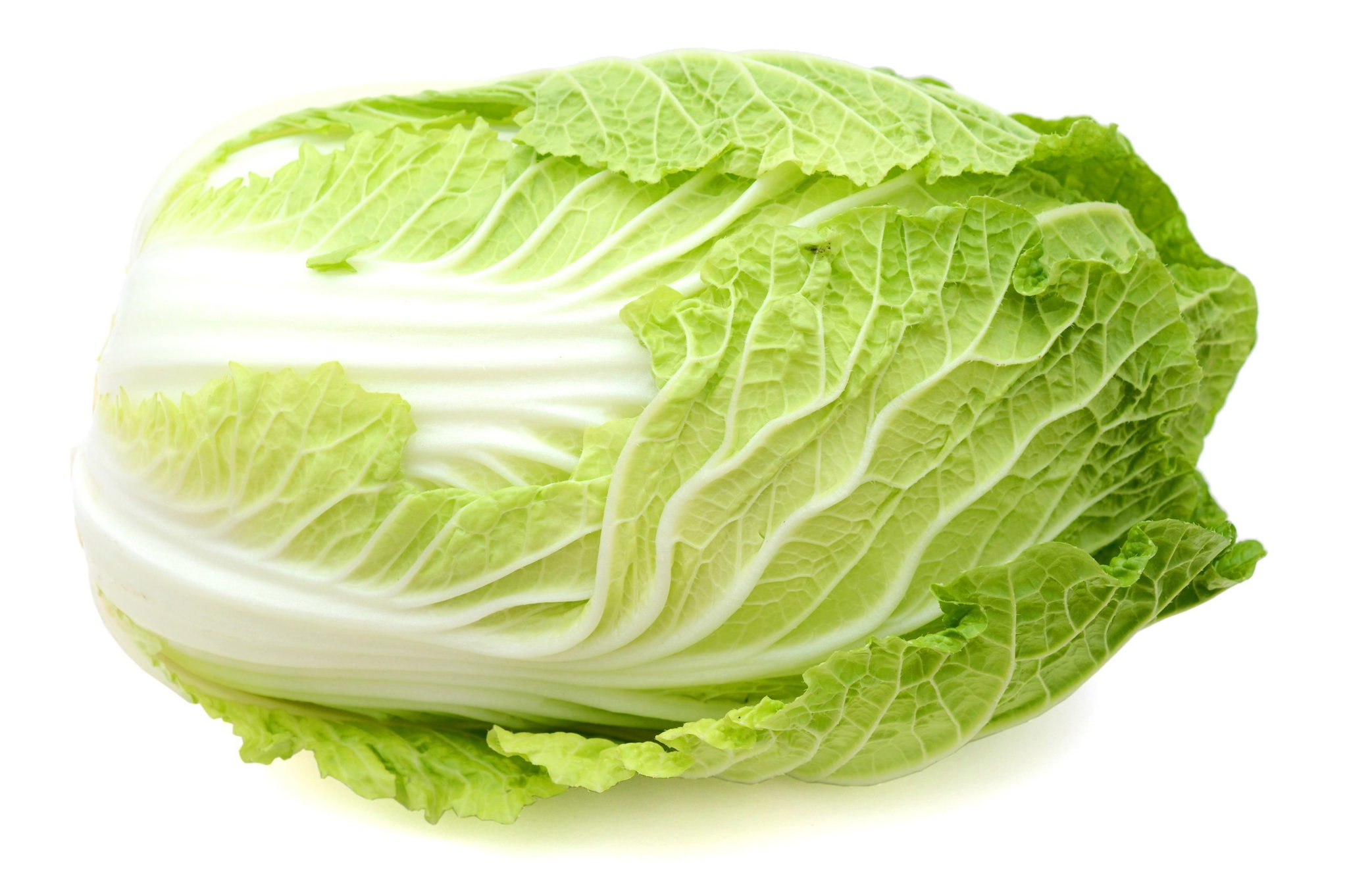 Nappa cabbage _0