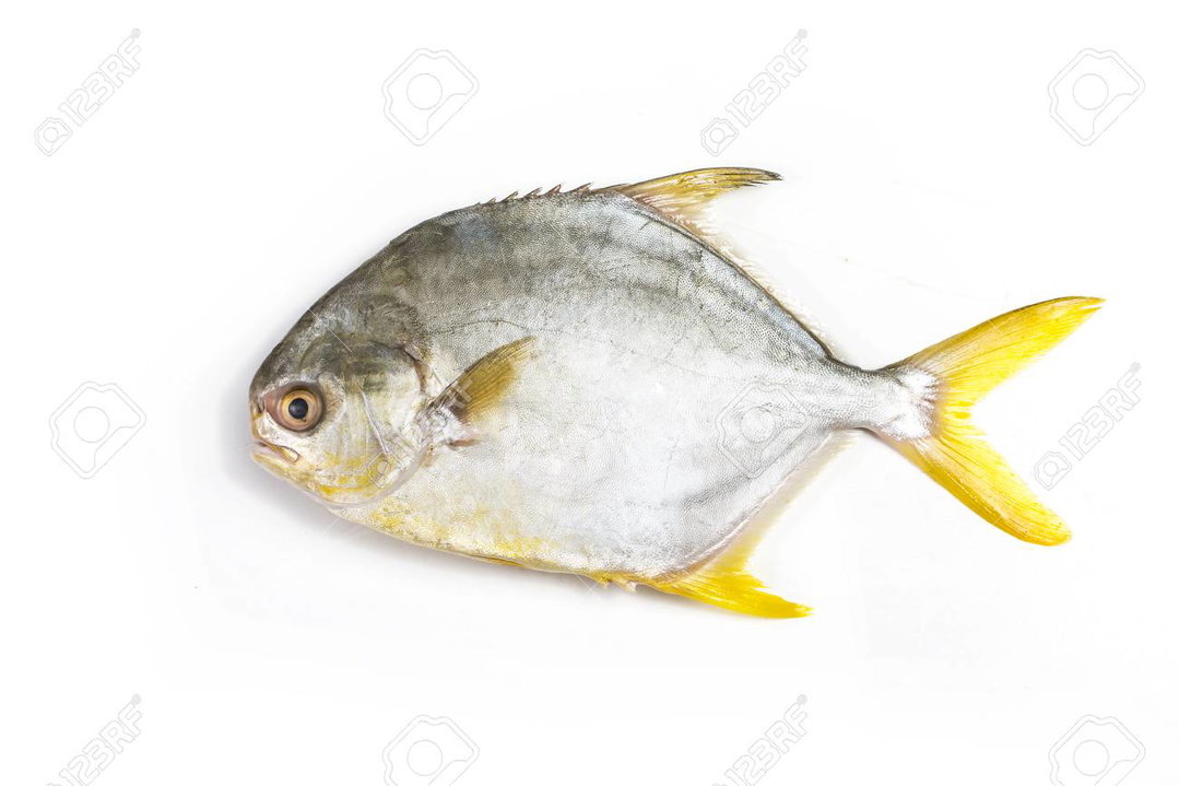 Golden Pomfret 金鲳鱼