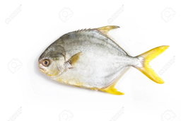 Golden Pomfret 金鲳鱼