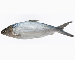 Milkfish 牛奶鱼