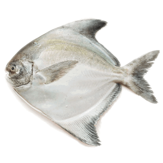 Chinese Pomfret 斗鲳鱼_0