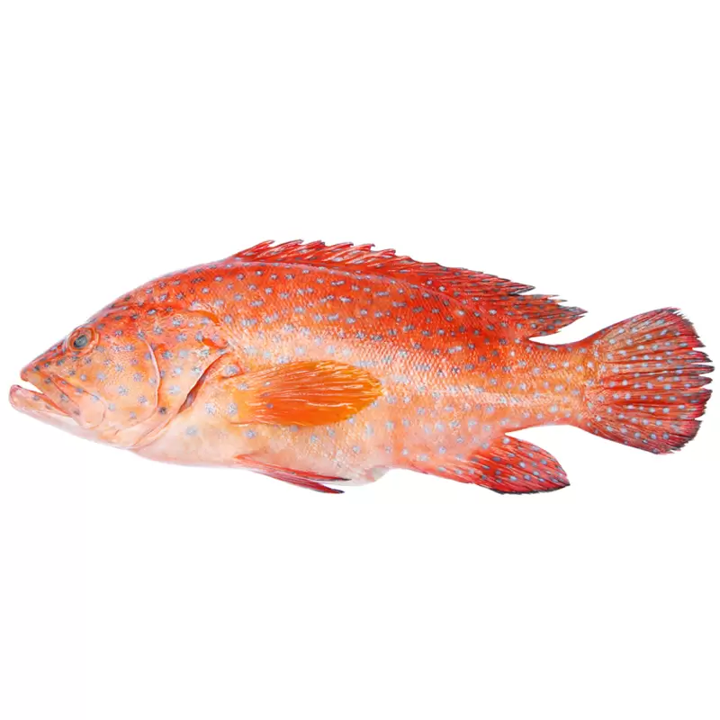 Red Grouper 红斑鱼_0