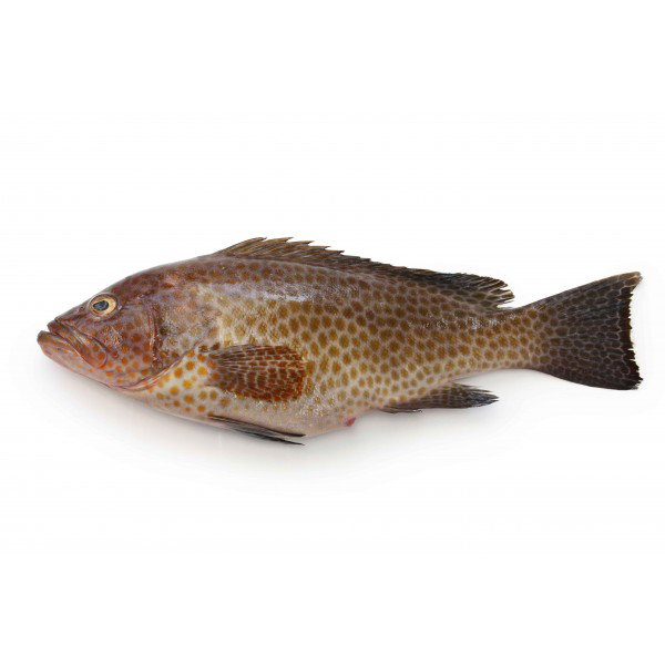 Grouper 石斑鱼_0