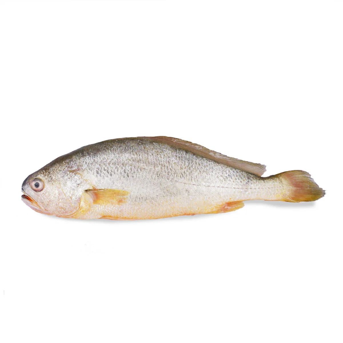 Yellow Croaker 黄花鱼_0