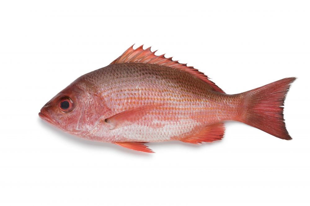 Red snapper 红鸡鱼_0