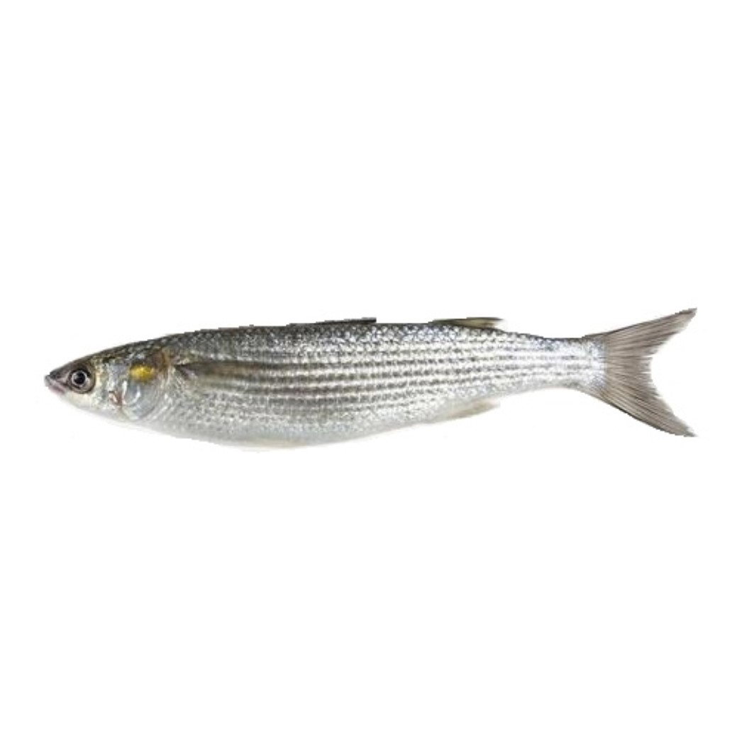 Grey Mullet 乌鱼_0