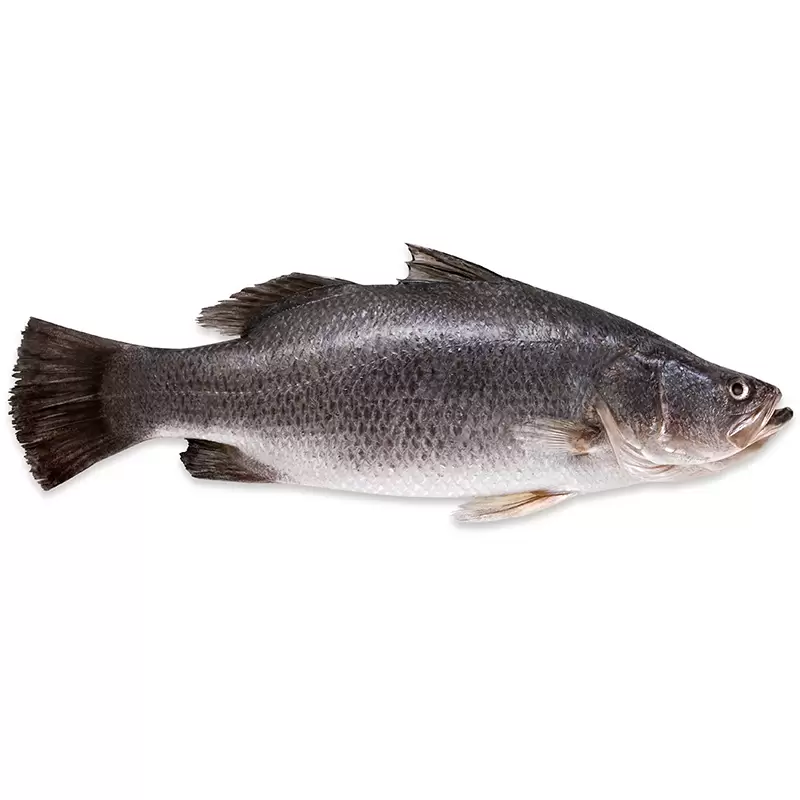 Seabass 金目鲈
