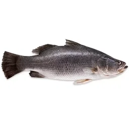 Seabass 金目鲈
