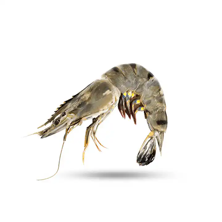 Tiger Prawn 老虎虾