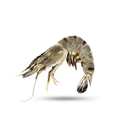 Tiger Prawn 老虎虾
