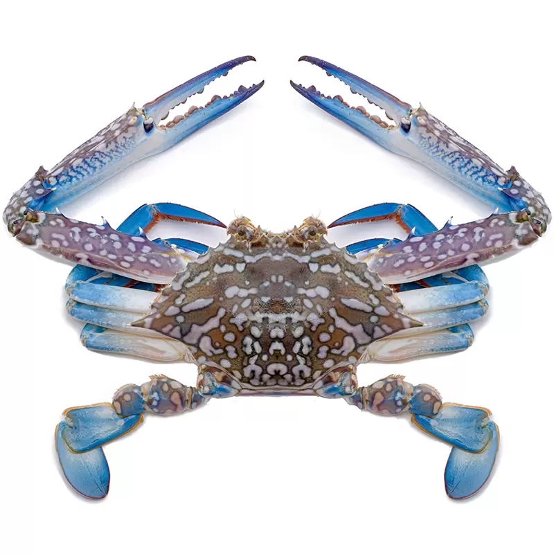 Flower Crab 花蟹_0
