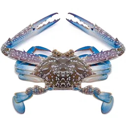 Flower Crab 花蟹
