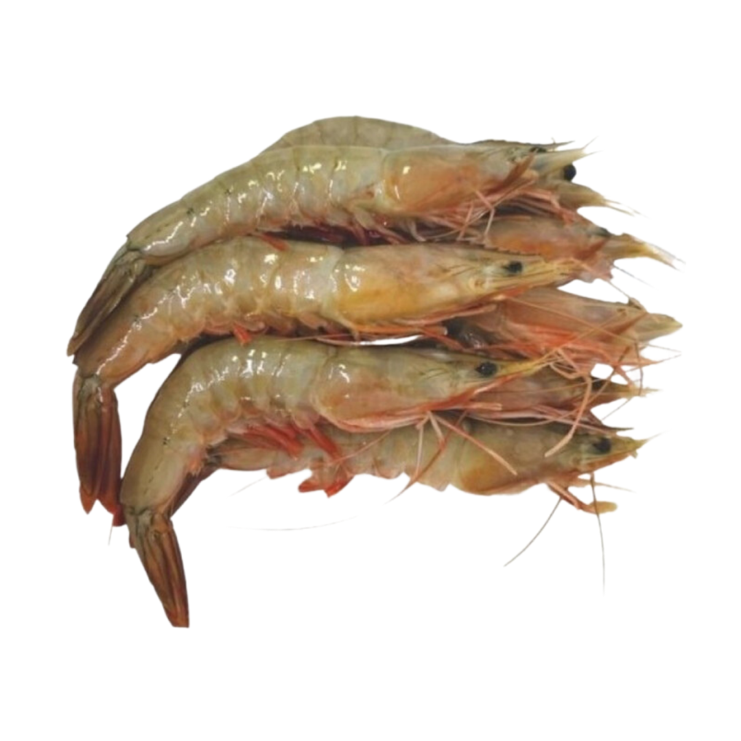 Red Leg Prawn 红脚虾_0