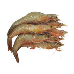 Red Leg Prawn 红脚虾