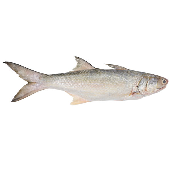 Threadfin Fish 午鱼