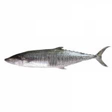 Batang Fish 巴当鱼