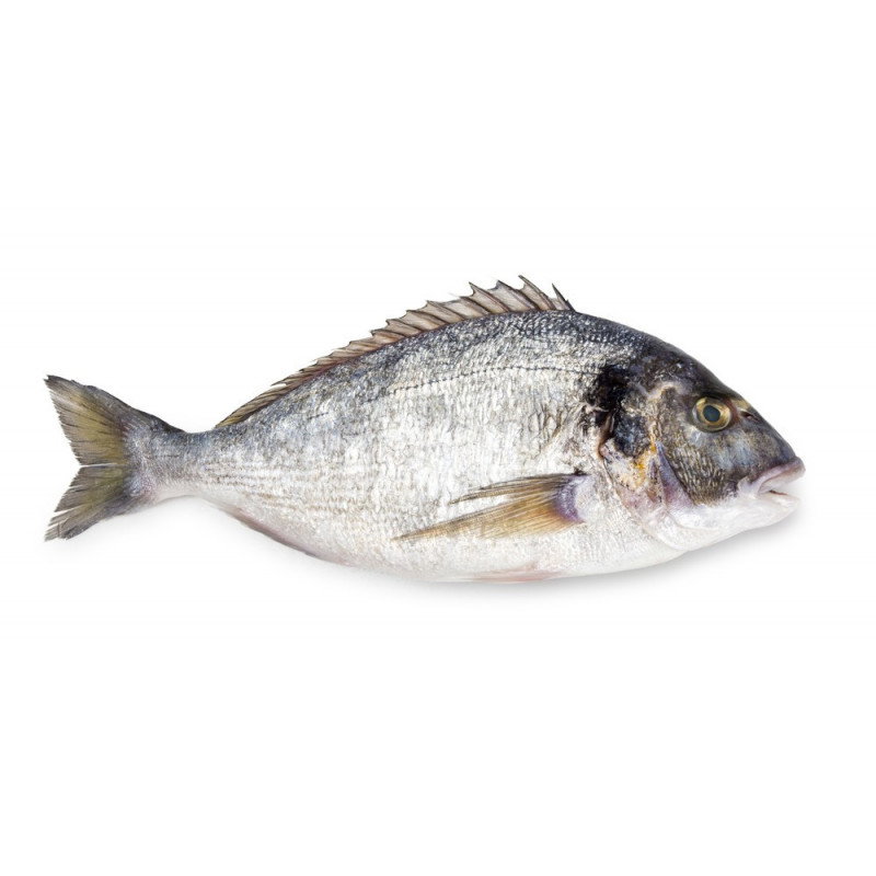 Seabream fish 红哥里鱼