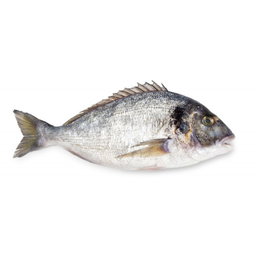 Seabream fish 红哥里鱼