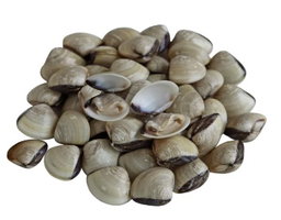 Live La La Clams 啦啦